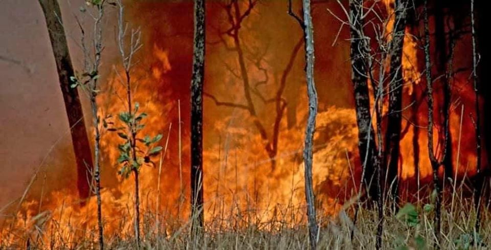 De violents feux dévorant la forêt australienne (image des Firefighting Australia).