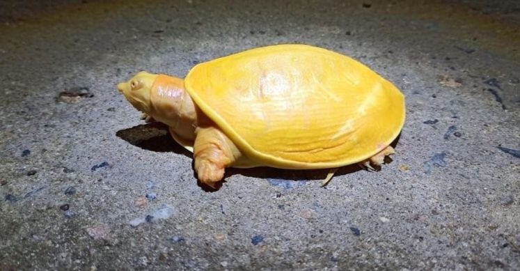Une tortue jaune rare a été repérée dimanche à Odisha