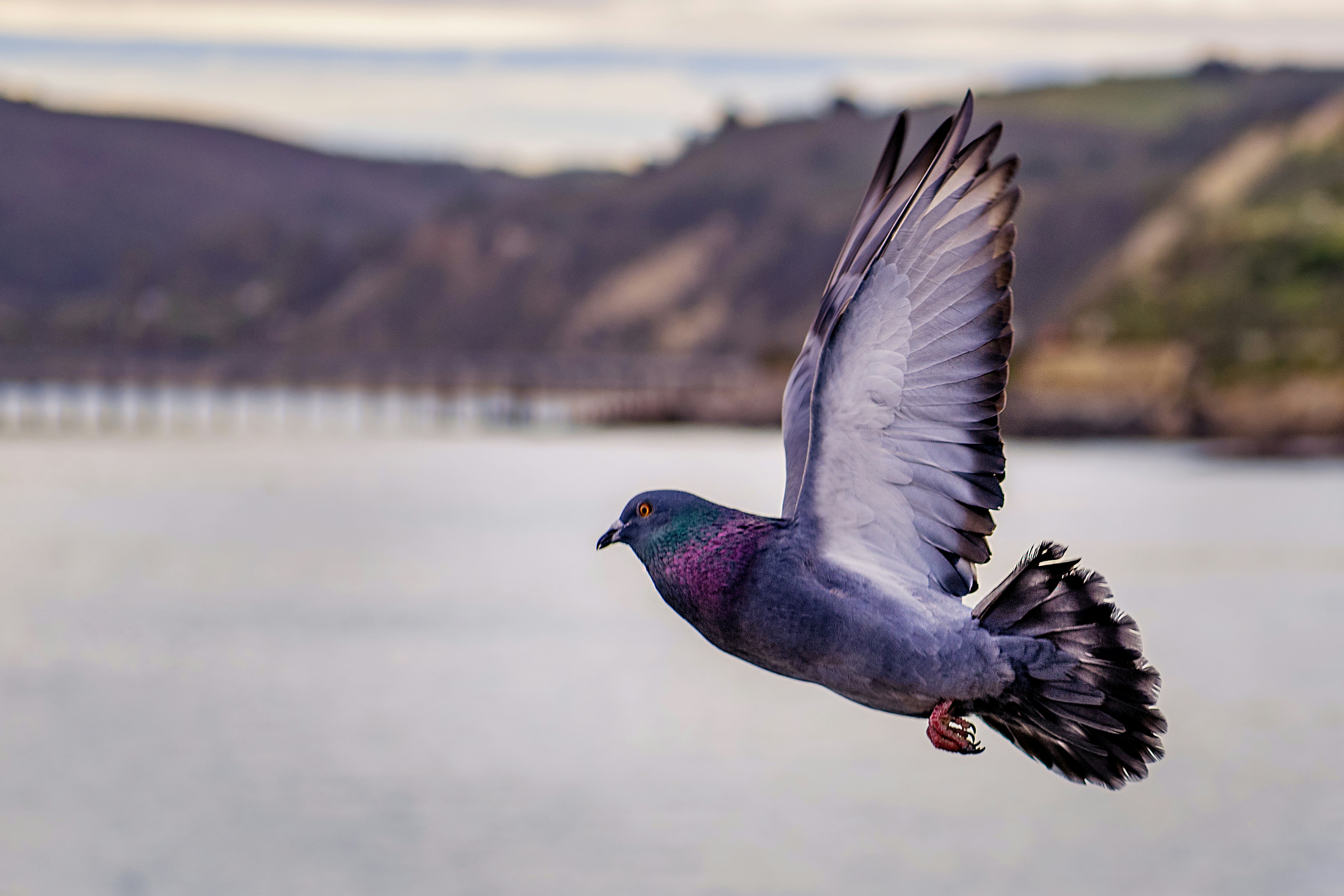 Un pigeon en vol.